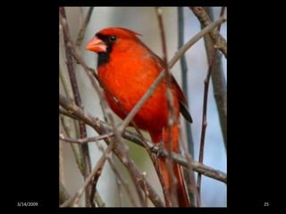 Crazy About Cardinals