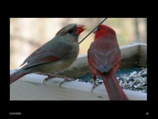 Crazy About Cardinals