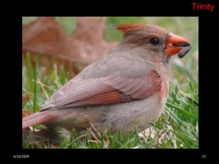 Crazy About Cardinals