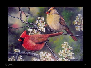 Crazy About Cardinals