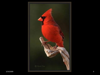 Crazy About Cardinals