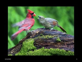 Crazy About Cardinals