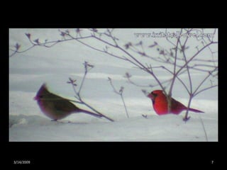 Crazy About Cardinals