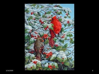 Crazy About Cardinals