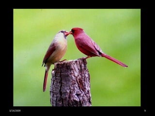 Crazy About Cardinals