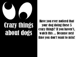 Crazy things
about dogs
Have you ever noticed that
your dog doing these 5
crazy things? If you haven’t,
watch this ... Because next
time you don’t want to miss!
 
