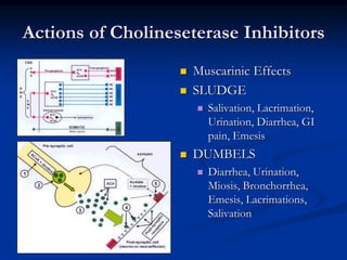 Actions of Cholineseterase Inhibitors
                      Muscarinic Effects
                      SLUDGE
                          Salivation, Lacrimation,
                           Urination, Diarrhea, GI
                           pain, Emesis
                      DUMBELS
                          Diarrhea, Urination,
                           Miosis, Bronchorrhea,
                           Emesis, Lacrimations,
                           Salivation
 