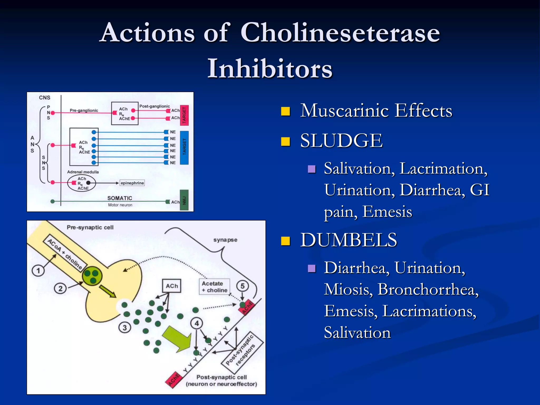 Actions of Cholineseterase
Inhibitors
 Muscarinic Effects
 SLUDGE
 Salivation, Lacrimation,
Urination, Diarrhea, GI
pain, Emesis
 DUMBELS
 Diarrhea, Urination,
Miosis, Bronchorrhea,
Emesis, Lacrimations,
Salivation
 