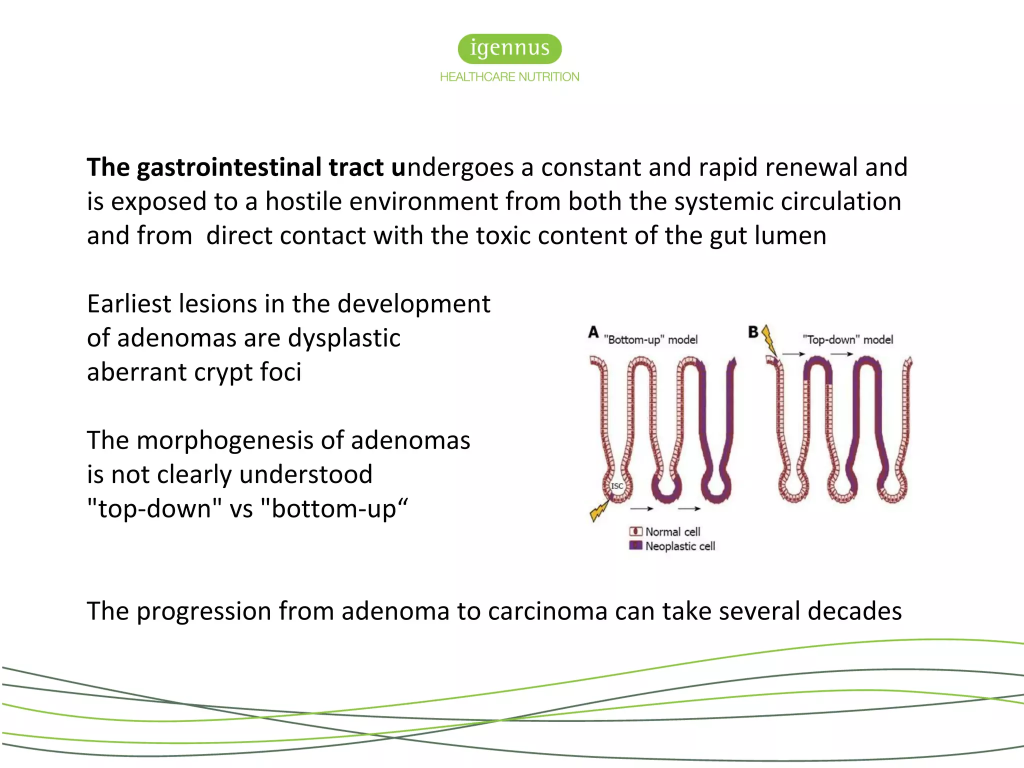 The gastrointestinal tract undergoes a constant and rapid renewal and
is exposed to a hostile environment from both the systemic circulation
and from direct contact with the toxic content of the gut lumen
Earliest lesions in the development
of adenomas are dysplastic
aberrant crypt foci
The morphogenesis of adenomas
is not clearly understood
"top-down" vs "bottom-up“
The progression from adenoma to carcinoma can take several decades
 