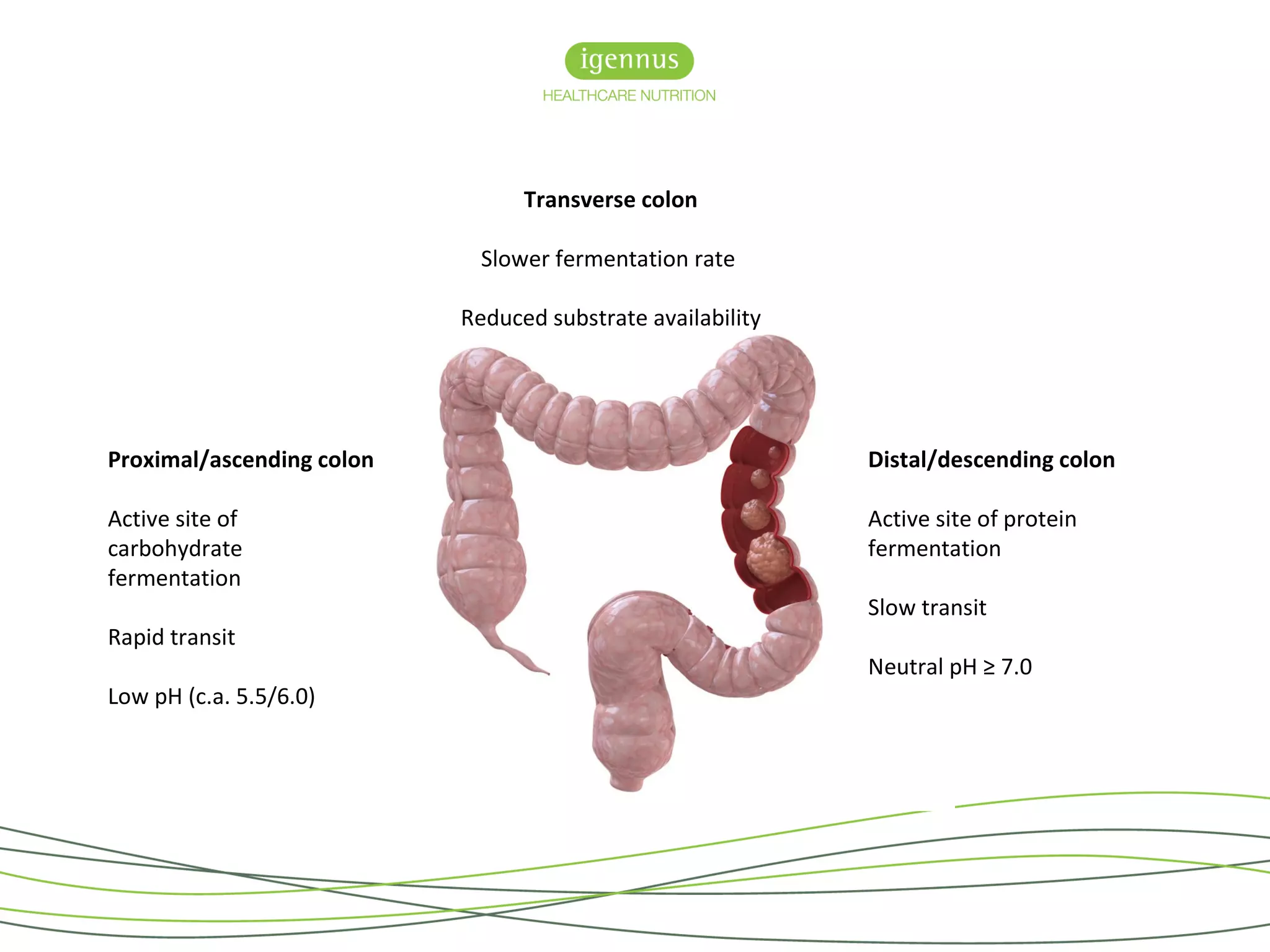 Proximal/ascending colon
Active site of
carbohydrate
fermentation
Rapid transit
Low pH (c.a. 5.5/6.0)
Distal/descending colon
Active site of protein
fermentation
Slow transit
Neutral pH ≥ 7.0
Transverse colon
Slower fermentation rate
Reduced substrate availability
 