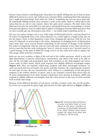 Human vision achieves something quite miraculous by rapidly shifting the eye to look at many 
different locations in a scene and, without any conscious effort, combining those bits and pieces 
into a single perceived image. Even when we “look at” something, the eyes are never quite still. 
By continually shifting around, they construct a scene in the mind. There is a blind spot in the 
retina that has no rod or cone sensors, where the optic nerve connects. We don’t notice that 
blind spot because the brain fills it in with pieces interpolated from the surroundings or stored 
from previous glances. Tests in which objects appear or disappear from the blind spot prove that 
we don’t actually get any information from there — our minds make something up for us. 
The eye can capture images over a very wide range of illumination levels, covering about 9 or 
10 orders of magnitude from a few dozen photons on a starlit night to a bright sunny day on 
the ski slopes. Some of that adaptation comes from changing the aperture with the iris, but 
most of it depends on processing in the retina. Adaptation to changing levels of illumination 
takes some time, up to several minutes depending on the amount of change. In the darkest 
few orders of magnitude only the rods are used and color sensitivity is lost. Since the fovea is 
rich in cones but has few rods, looking just “next to” what we want to see (“averted vision”) is 
a good strategy in the dark. It shifts the image over to an area with more rods to capture the 
dim image, albeit with less resolution. 
Rods are not very sensitive to light at the red end of the visible spectrum, which is why red 
light illumination is used by astronomers, submariners, and others who wish to be able to 
turn off the red light and immediately have full sensitivity in the dark-adapted rod vision. 
Cones come in three kinds, which each respond over slightly different wavelength ranges 
(Figure 2.6). They are typically called long, medium, and short wavelength receptors, or, 
more succinctly but less accurately, red, green, and blue sensitive. By comparing the response 
of each type of cone, the eye characterizes color. Yellow is a combination of red and green, 
magenta is the relative absence of green, and so on. Primates evolved their three-color set 
of cones independently from other animal evolutionary trees (Jacobs  Nathans, 2009) and 
respond to slightly different wavelengths than the color sensors in the eyes of other animals 
such as birds and octopi. 
Because of the different densities of red, green, and blue sensitive cones, the overall sensitiv-ity 
of the eye is greatest for green light and poorest for blue light (shown in Figure 1.12b of 
Human Vision 93 
© 2011 by Taylor  Francis Group, LLC 
Figure 2.6 Sensitivity of the rods (shown 
in gray) and three kinds of cones 
(shown in red, green, and blue) as 
a function of wavelength (Dartnall 
et al., 1983). Human vision detects 
roughly the range from about 400 
nm (blue) to 700 nm (red). 
 