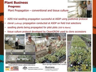 5
Plant Business
Progress:
Plant Propagation C conventional and tissue culture
? AZRI trial seedling propagation successful at ASDP using published protocol
? clonal (cuttings) propagation conducted at ASDP on field trial selections
? seedling plants being propagated for pilot plots (DGP & Ntaria)
? tissue culture protocol developed by CleanGROW used to clone accessions
Alice Springs Desert Park nurseryCleanGROW tissue culture laboratory
 
