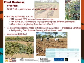 Group No. of
accessions
No. of
genotypes
No. of
plants
Tissue Culture 7 7 71
Crown 7 608 608
Arrernte 19 68 68
33 683 747
6
Plant Business
Progress:
Field Trial C assessment of variation and selection
? trial site established at AZRI;
- 941 planted, 80% survived (lesson: plant in spring)
- 747 plants of 33 accessions (origins) providing 683 different genotypes
- 68 genotypes originating from Arrernte Country
? 11 genotype selections made in first season (by April 2015) C prospective varieties
- 5 originating from Arrernte Country, 6 from Crown land
? ideotypes established
 