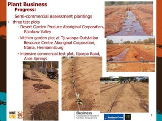 7
Plant Business
Progress:
Semi-commercial assessment plantings
? three test plots
- Desert Garden Produce Aboriginal Corporation,
Rainbow Valley
- kitchen garden plot at Tjuwanpa Outstation
Resource Centre Aboriginal Corporation,
Ntaria, Hermannsburg
- intensive commercial test plot, Ilparpa Road,
Alice Springs
 