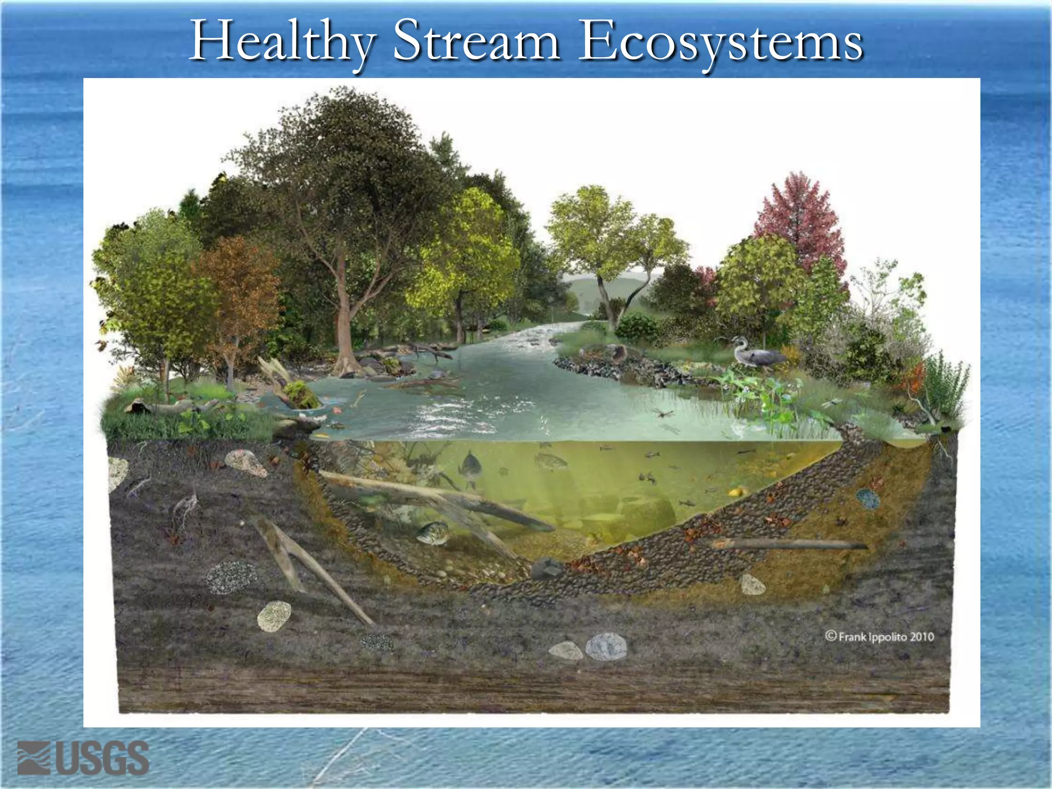 Healthy Stream Ecosystems
 