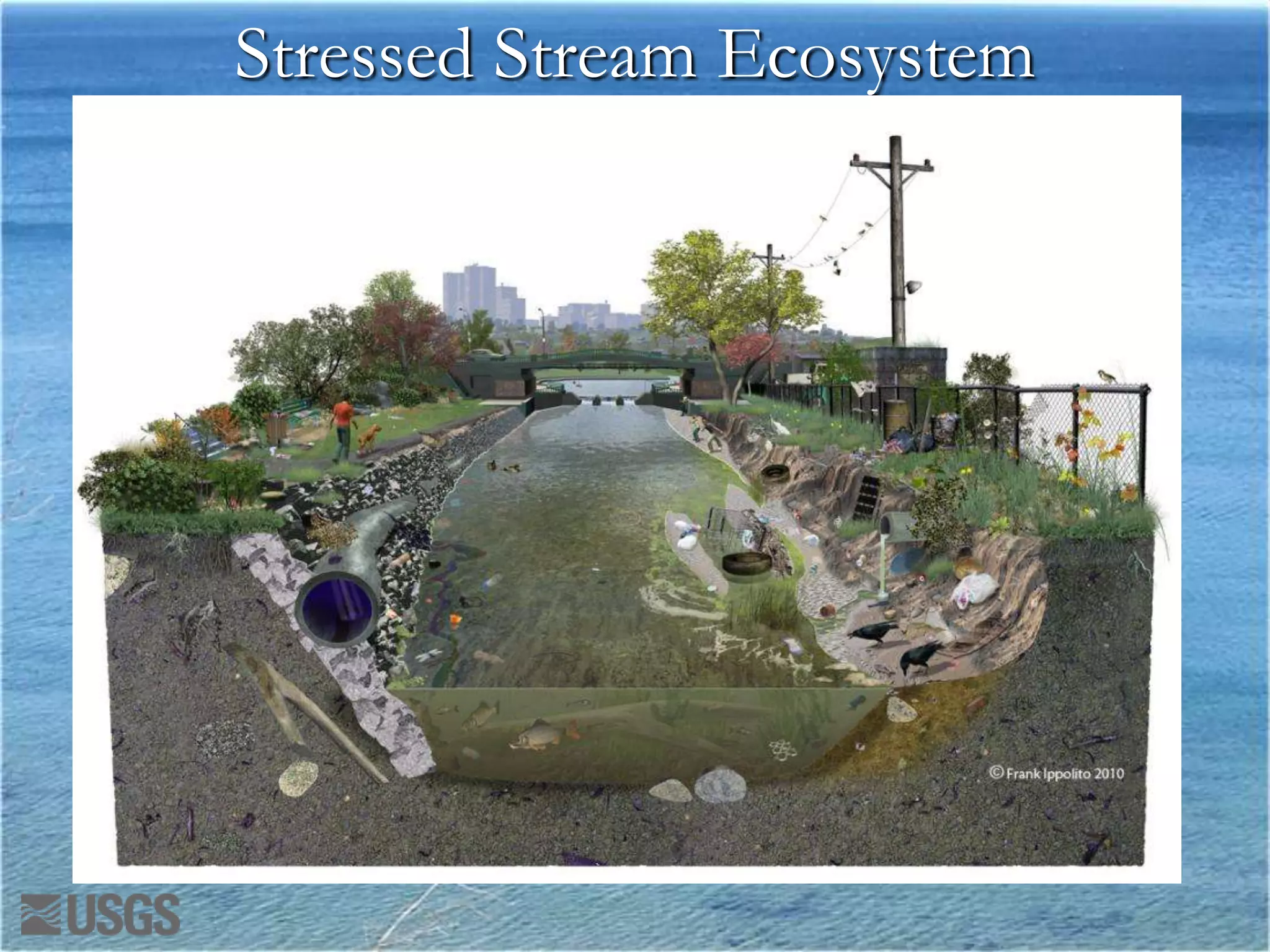 Stressed Stream Ecosystem
 