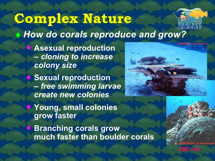 project aware coral reef conservation how do reefs form