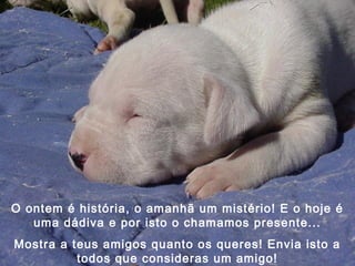 O ontem é história, o amanhã um mistério! E o hoje é
uma dádiva e por isto o chamamos presente...
Mostra a teus amigos quanto os queres! Envia isto a
todos que consideras um amigo!

 