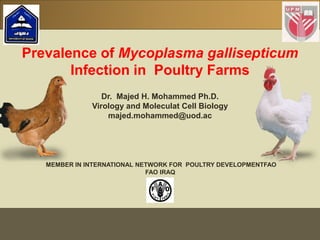 MEMBER IN INTERNATIONAL NETWORK FOR POULTRY DEVELOPMENTFAO
FAO IRAQ
Prevalence of Mycoplasma gallisepticum
Infection in Poultry Farms
Dr. Majed H. Mohammed Ph.D.
Virology and Moleculat Cell Biology
majed.mohammed@uod.ac
 