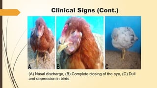 Mycoplasmosis Complicated Chronic Respiratory Disease (CRD) | PPT