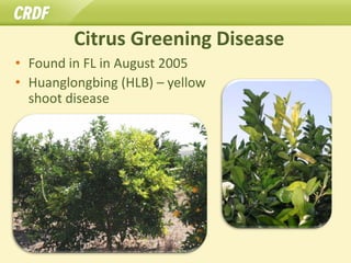 Citrus Greening Disease
• Found in FL in August 2005
• Huanglongbing (HLB) – yellow
  shoot disease
 
