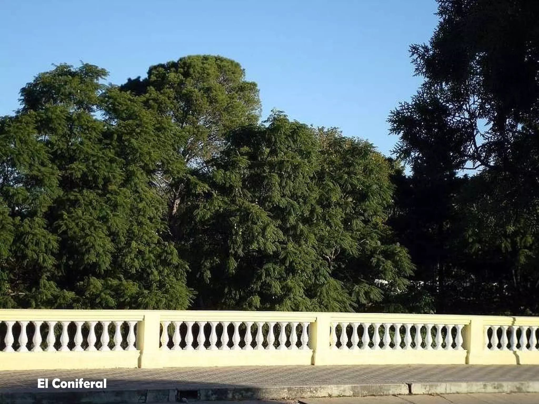 El Coniferal