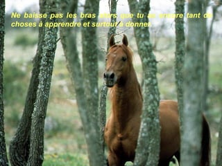 Ne baisse pas les bras alors que tu as encore tant de choses à apprendre et surtout à donner. 