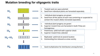 Mutation breeding for oligogenic traits
I. Treated seed are space planted
II. Seed from individual plants are harvested separately
I. Individual plant progeny are grown
II. Seed from all the plants of each row containing or suspected to
contain the mutant alleles harvested separately
I. Individual plant progeny are grown
II. Superior mutant lines are harvested in bulk if they are
homogenous
I. Preliminary yield trail with superior check
II. Superior mutant lines selected
I. Replicated yield trail at several location
II. Outstanding line released as anew variety
I. Seed multiplication for distribution among farmers
26
 