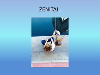 ZENITAL. 

