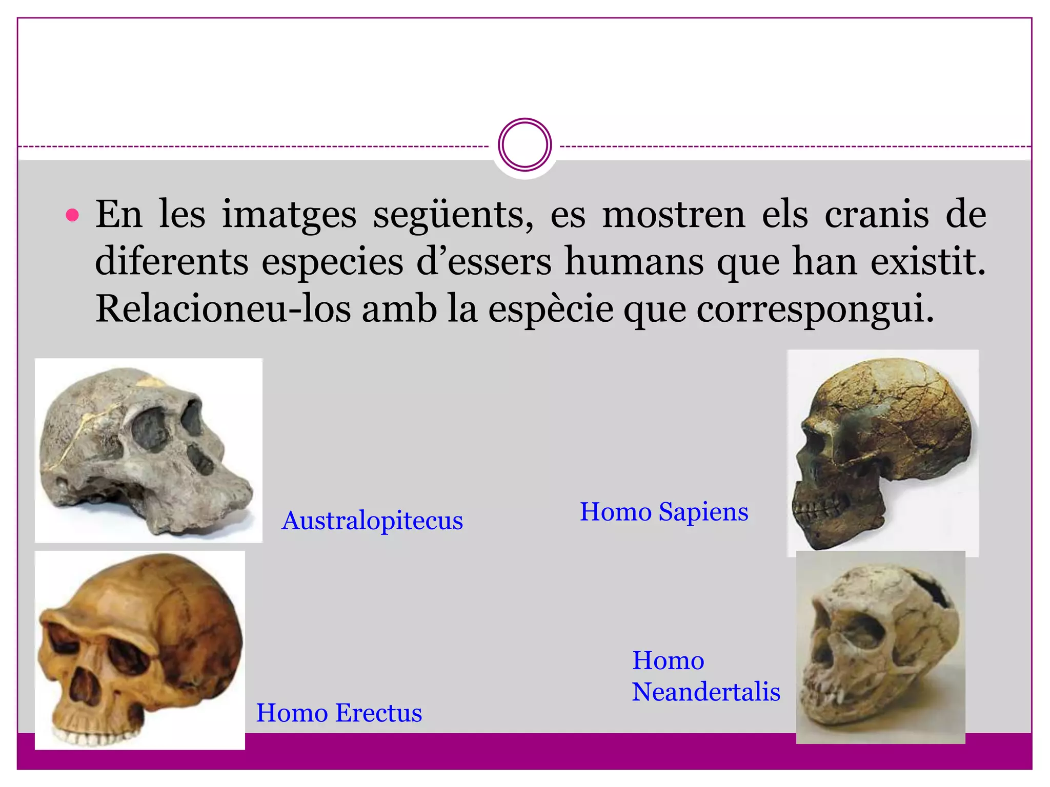  En les imatges següents, es mostren els cranis de
 diferents especies d’essers humans que han existit.
 Relacioneu-los amb la espècie que correspongui.




            Australopitecus   Homo Sapiens




                                 Homo
                                 Neandertalis
          Homo Erectus
 
