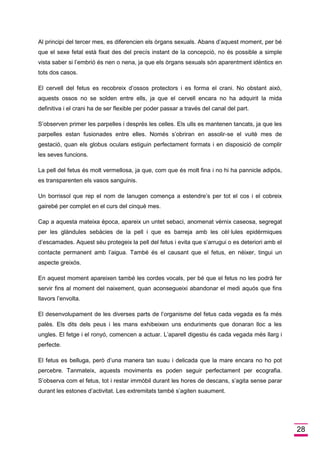 28 
Al principi del tercer mes, es diferencien els òrgans sexuals. Abans d’aquest moment, per bé que el sexe fetal està fixat des del precís instant de la concepció, no és possible a simple vista saber si l’embrió és nen o nena, ja que els òrgans sexuals són aparentment idèntics en tots dos casos. 
El cervell del fetus es recobreix d’ossos protectors i es forma el crani. No obstant això, aquests ossos no se solden entre ells, ja que el cervell encara no ha adquirit la mida definitiva i el crani ha de ser flexible per poder passar a través del canal del part. 
S’observen primer les parpelles i després les celles. Els ulls es mantenen tancats, ja que les parpelles estan fusionades entre elles. Només s’obriran en assolir-se el vuitè mes de gestació, quan els globus oculars estiguin perfectament formats i en disposició de complir les seves funcions. 
La pell del fetus és molt vermellosa, ja que, com que és molt fina i no hi ha pannicle adipós, es transparenten els vasos sanguinis. 
Un borrissol que rep el nom de lanugen comença a estendre’s per tot el cos i el cobreix gairebé per complet en el curs del cinquè mes. 
Cap a aquesta mateixa època, apareix un untet sebaci, anomenat vèrnix caseosa, segregat per les glàndules sebàcies de la pell i que es barreja amb les cèl·lules epidèrmiques d’escamades. Aquest sèu protegeix la pell del fetus i evita que s’arrugui o es deteriori amb el contacte permanent amb l’aigua. També és el causant que el fetus, en néixer, tingui un aspecte greixós. 
En aquest moment apareixen també les cordes vocals, per bé que el fetus no les podrà fer servir fins al moment del naixement, quan aconsegueixi abandonar el medi aquós que fins llavors l’envolta. 
El desenvolupament de les diverses parts de l’organisme del fetus cada vegada es fa més palès. Els dits dels peus i les mans exhibeixen uns enduriments que donaran lloc a les ungles. El fetge i el ronyó, comencen a actuar. L’aparell digestiu és cada vegada més llarg i perfecte. 
El fetus es belluga, però d’una manera tan suau i delicada que la mare encara no ho pot percebre. Tanmateix, aquests moviments es poden seguir perfectament per ecografia. S’observa com el fetus, tot i restar immòbil durant les hores de descans, s’agita sense parar durant les estones d’activitat. Les extremitats també s’agiten suaument.  