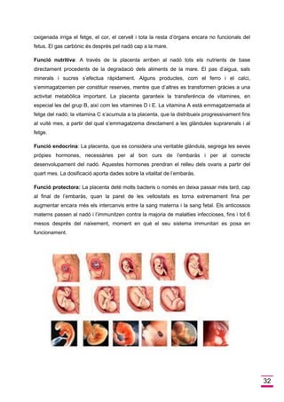 32 
oxigenada irriga el fetge, el cor, el cervell i tota la resta d’òrgans encara no funcionals del fetus. El gas carbònic és desprès pel nadó cap a la mare. 
Funció nutritiva: A través de la placenta arriben al nadó tots els nutrients de base directament procedents de la degradació dels aliments de la mare. El pas d’aigua, sals minerals i sucres s’efectua ràpidament. Alguns productes, com el ferro i el calci, s’emmagatzemen per constituir reserves, mentre que d’altres es transformen gràcies a una activitat metabòlica important. La placenta garanteix la transferència de vitamines, en especial les del grup B, així com les vitamines D i E. La vitamina A està emmagatzemada al fetge del nadó; la vitamina C s’acumula a la placenta, que la distribueix progressivament fins al vuitè mes, a partir del qual s’emmagatzema directament a les glàndules suprarenals i al fetge. 
Funció endocrina: La placenta, que es considera una veritable glàndula, segrega les seves pròpies hormones, necessàries per al bon curs de l’embaràs i per al correcte desenvolupament del nadó. Aquestes hormones prendran el relleu dels ovaris a partir del quart mes. La dosificació aporta dades sobre la vitalitat de l’embaràs. 
Funció protectora: La placenta deté molts bacteris o només en deixa passar més tard, cap al final de l’embaràs, quan la paret de les vellositats es torna extremament fina per augmentar encara més els intercanvis entre la sang materna i la sang fetal. Els anticossos materns passen al nadó i l’immunitzen contra la majoria de malalties infeccioses, fins i tot 6 mesos després del naixement, moment en què el seu sistema immunitari es posa en funcionament. 
 