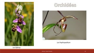 CRÉALAB - DESIGN THINKING 10 
Les Ophrys 
Les Paphiopedilum 
 