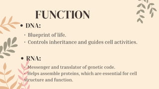 Comprehensive Overview of Nucleic Acids: DNA and RNA Structures ...