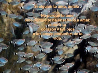Si alguien te ama, ámalo .

         No porque te ame,
sino porque te ha enseñado a amar,
             a abrir tu
         corazón y tus ojos
    a las cosas pequeñas de la
               vida.
 