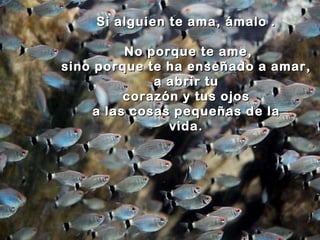 Si alguien te ama, ámalo .  No porque te ame, sino porque te ha enseñado a amar,  a abrir tu  corazón y tus ojos  a las cosas pequeñas de la  vida.  