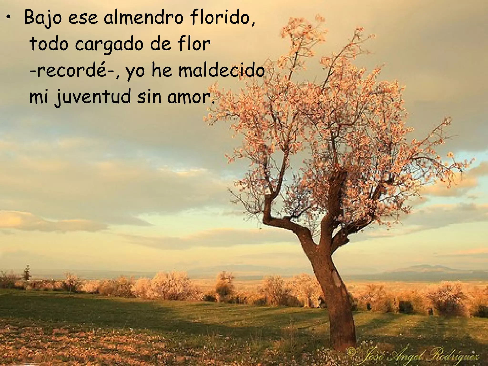 Bajo ese almendro florido, todo cargado de flor -recordé-, yo he maldecido mi juventud sin amor.