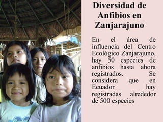 Diversidad de Anfibios en Zanjarajuno En el área de influencia del Centro Ecológico Zanjarajuno, hay 50 especies de anfibios hasta ahora registrados.  Se considera que en Ecuador hay registradas alrededor de 500 especies 