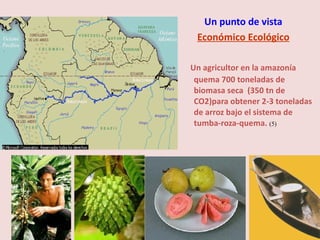 Un punto de vista   Económico Ecológico Un agricultor en la amazonía quema 700 toneladas de biomasa seca  (350 tn de CO2)para obtener 2-3 toneladas de arroz bajo el sistema de tumba-roza-quema.  (5) 