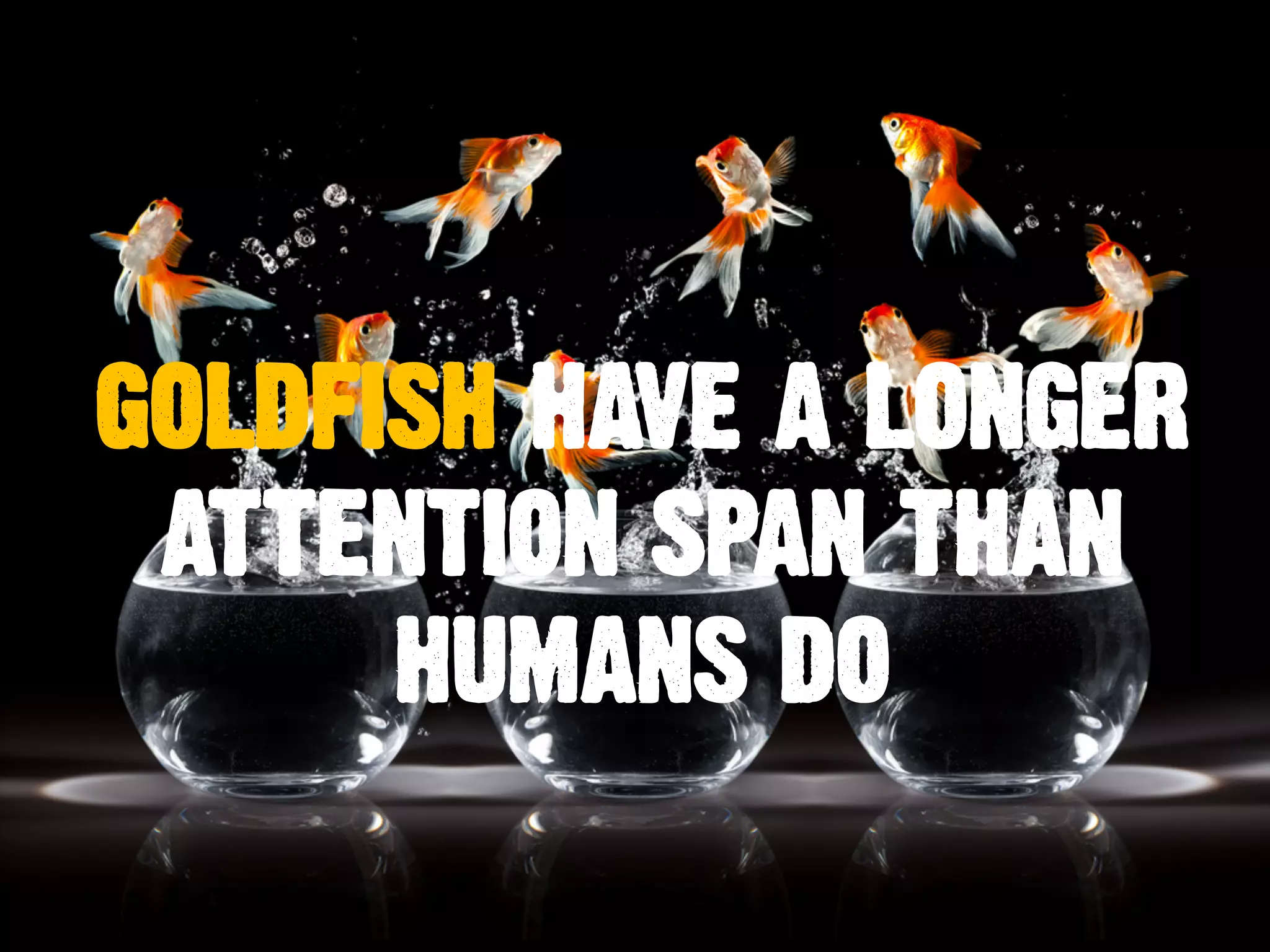 GOLDFISH HAVE A LONGER
ATTENTION SPAN THAN
HUMANS DO
 