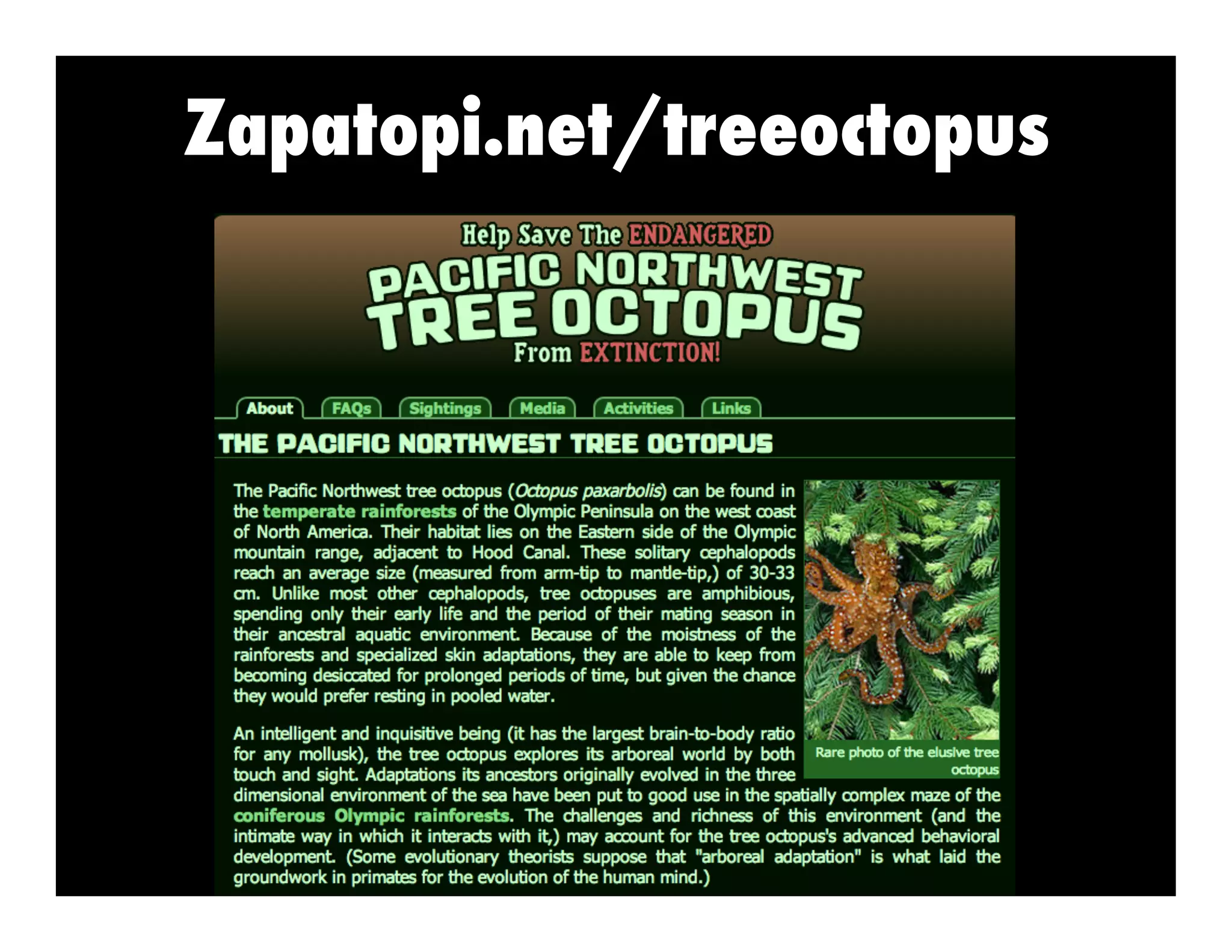 Zapatopi.net/treeoctopus

 