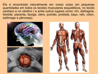 Ela é encontrada naturalmente em nosso corpo em pequenas
quantidades em todos os tecidos musculares esqueléticos, no tecido
cardíaco e no cérebro ( e entre outros lugares como: rim, diafragma,
tireóide, placenta, bexiga, útero, pulmão, próstata, baço, reto, cólon,
estômago e pâncreas).
 