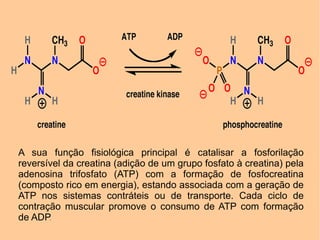 A sua função fisiológica principal é catalisar a fosforilação
reversível da creatina (adição de um grupo fosfato à creatina) pela
adenosina trifosfato (ATP) com a formação de fosfocreatina
(composto rico em energia), estando associada com a geração de
ATP nos sistemas contráteis ou de transporte. Cada ciclo de
contração muscular promove o consumo de ATP com formação
de ADP.
 