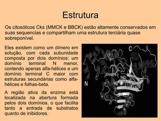 Estrutura
Os citosólicos Cks (MMCK e BBCK) estão altamente conservados em
suas sequencias e compartilham uma estrutura terciária quase
sobreponível.
Eles existem como um dímero em
solução, com cada subunidade
composta por dois domínios: um
domínio     terminal   N   menor,
contendo apenas alfa-hélices e um
domínio terminal C maior com
estruturas secundárias como alfa-
hélices e folhas-beta.
A região ativa da enzima está
localizada na abertura formada
pelos dois domínios, o que facilita
tanto a entrada de substratos
quanto de inibidores.
 