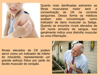 Quanto mais danificadas estiverem as
                            fibras   musculares   maior     será   a
                            concentração de CK na corrente
                            sanguínea. Dessa forma os médicos
                            avaliam    esta   concentração     como
                            indicador de dano muscular ou fadiga.
                            Quando se encontra níveis elevados de
                            CK numa amostra de sangue, isso
                            geralmente indica uma distrofia muscular
                            ou uma inflamação.



Níveis elevados de CK podem
servir como um indicador de infarto
do miocárdio, representando um
grande esforço físico por parte do
tecido muscular do coração.
 