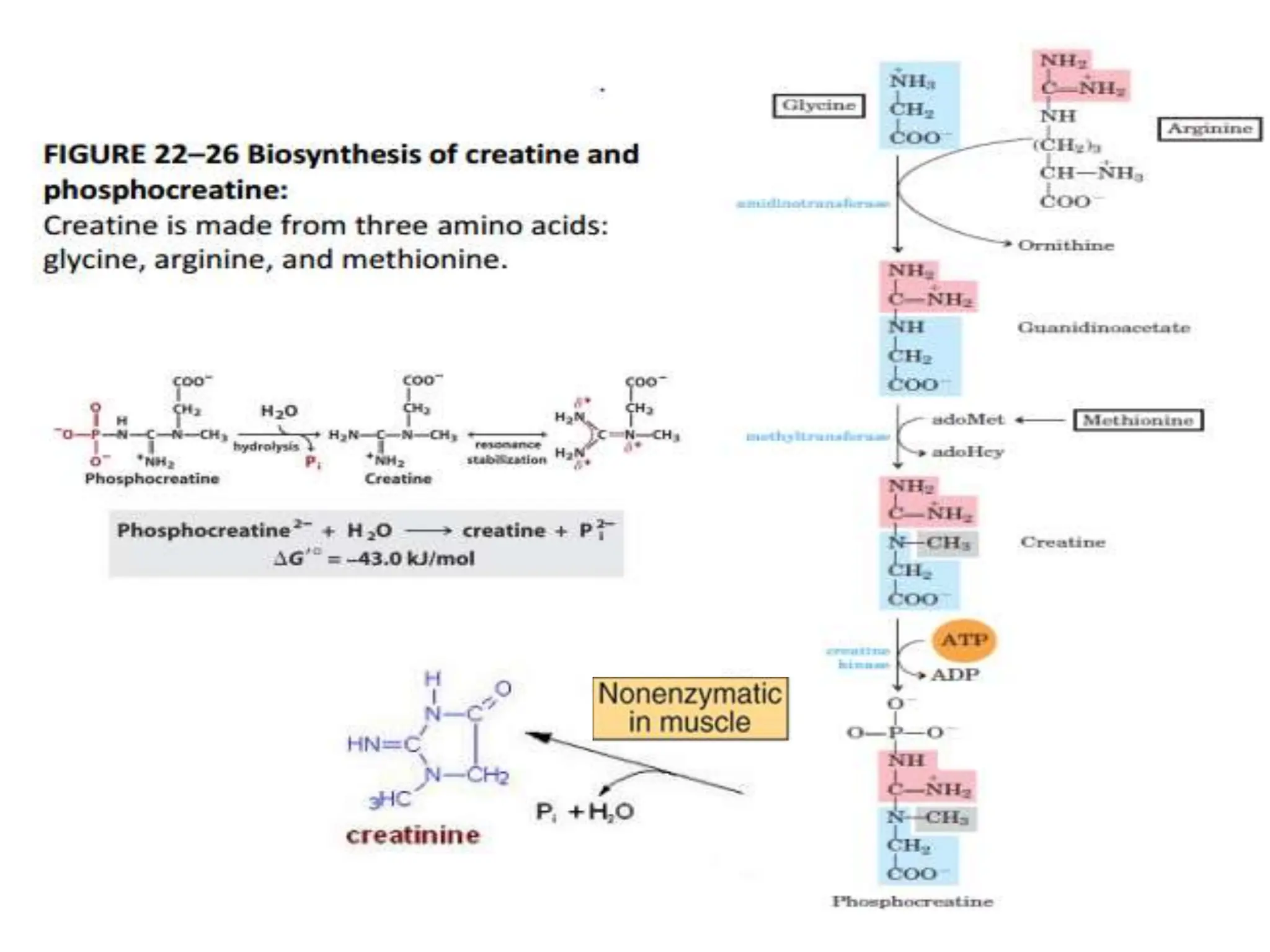 CREATINE AND GLUTATHIONE METABOLISM, STEPS AND CLINICAL ASPECTS