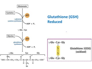 glutathione bloating Glutamine and Its Actions: A Bird's Eye View main image 0