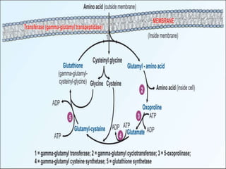 how long does glutathione take to work Glutathione as a skin whitening agent: Facts, myths, evidence and  controversies