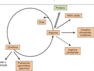 creatine and glutathione Creatine Supplementation, Physical Exercise and Oxidative Stress Markers: A  Review of the Mechanisms and Effectiveness main image 1