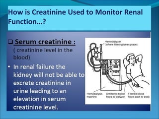 How is Creatinine Used to Monitor Renal
Function…?
 